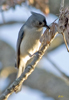Tufted Titmouse